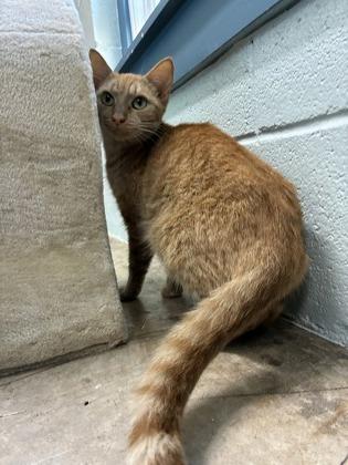25-131 Ginger, a Adoptable Domestic Short Hair in Barnesville, GA image 3/3