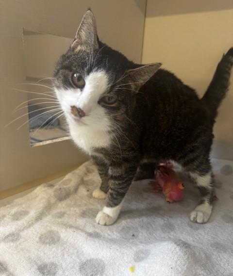 Doris, ADOPTABLE, Adult Female Domestic Short Hair.