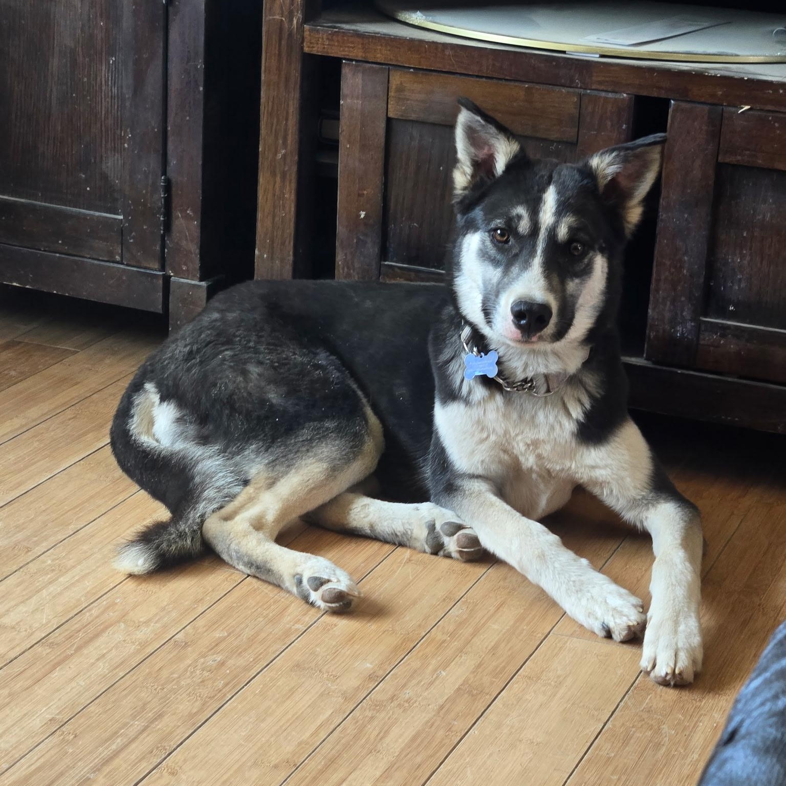 Pinky, ADOPTABLE, Young Male Husky.