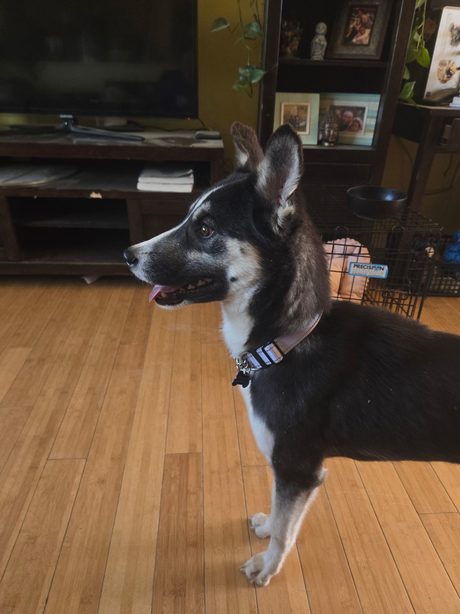 Enlarge Pinky, a ADOPTABLE mixed breed in Fort Collins, CO image 4/4
