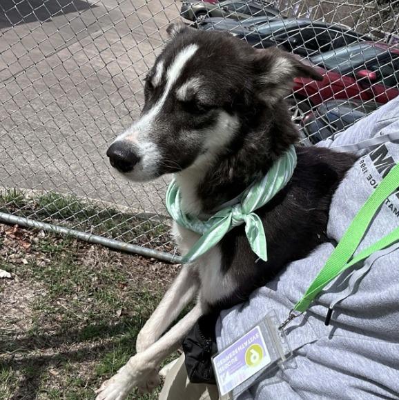 Enlarge Pinky, a ADOPTABLE mixed breed in Fort Collins, CO image 3/4
