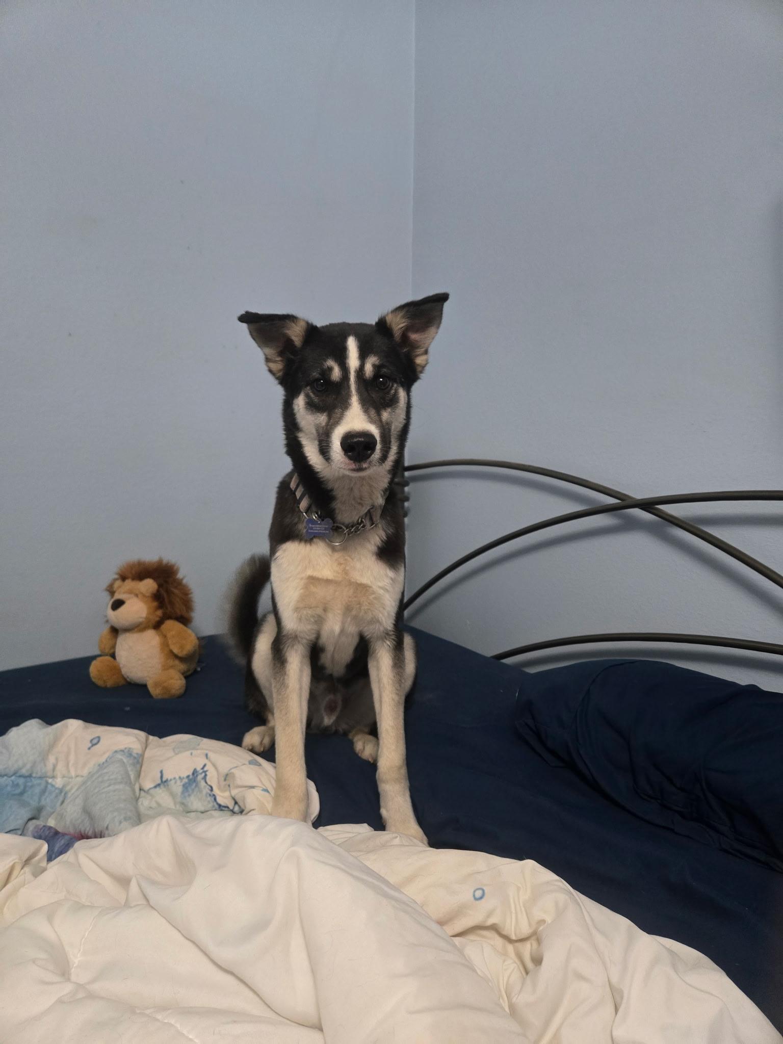 Enlarge Pinky, a ADOPTABLE mixed breed in Fort Collins, CO image 6/6