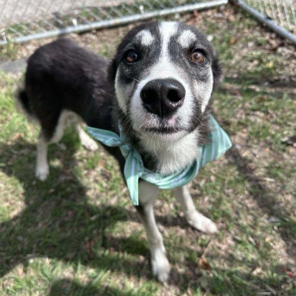 Enlarge Pinky, a ADOPTABLE mixed breed in Fort Collins, CO image 1/4