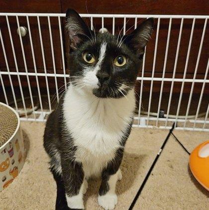 Baxter (Bashful Buddy), Adoptable, Young Male Domestic Short Hair & Domestic Short Hair.