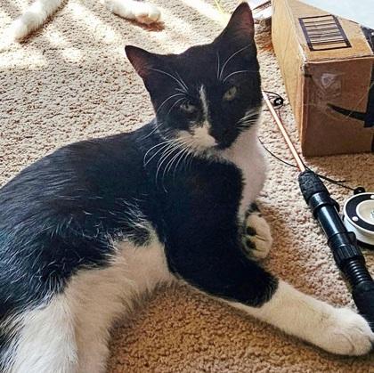 Baxter (Bashful Buddy), Adoptable, Young Male Domestic Short Hair & Domestic Short Hair.