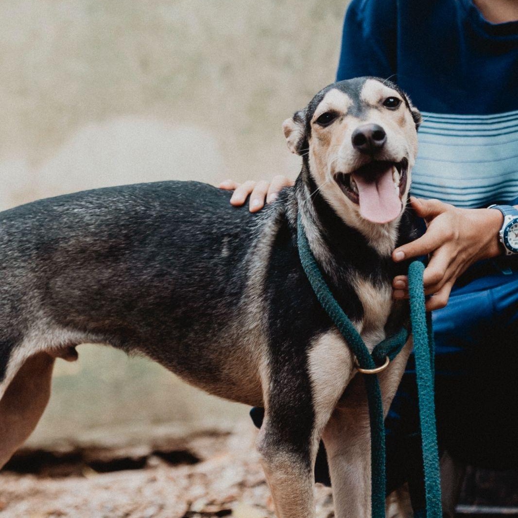 Enlarge Zack, a ADOPTABLE mixed breed in New York, NY image 5/6