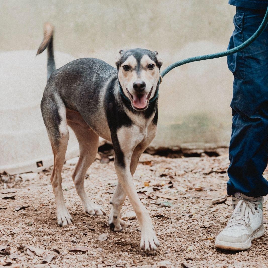 Enlarge Zack, a ADOPTABLE mixed breed in New York, NY image 3/6