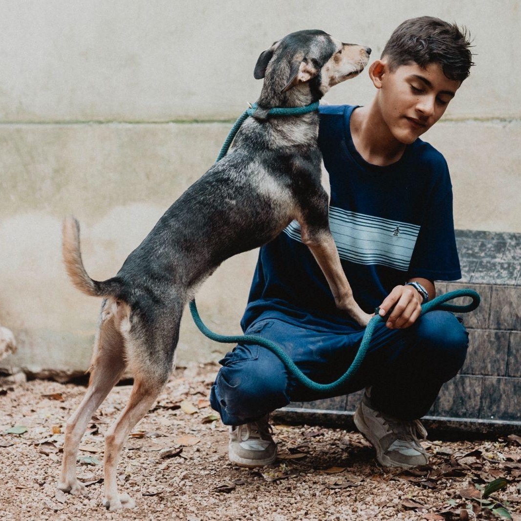 Enlarge Zack, a ADOPTABLE mixed breed in New York, NY image 4/6