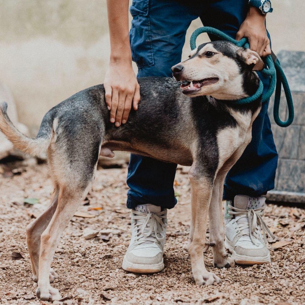 Enlarge Zack, a ADOPTABLE mixed breed in New York, NY image 6/6