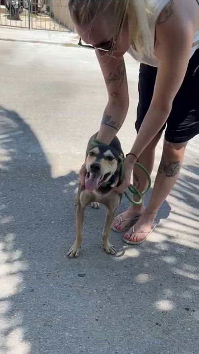 Enlarge Zack, a ADOPTABLE mixed breed in New York, NY video 2/5