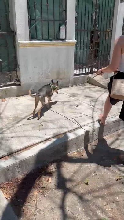 Enlarge Zack, a ADOPTABLE mixed breed in New York, NY video 5/5