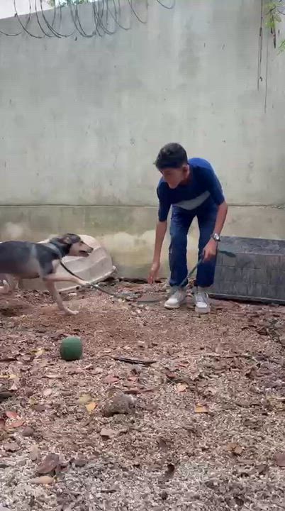 Enlarge Zack, a ADOPTABLE mixed breed in New York, NY video 2/6