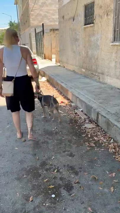 Enlarge Zack, a ADOPTABLE mixed breed in New York, NY video 3/5