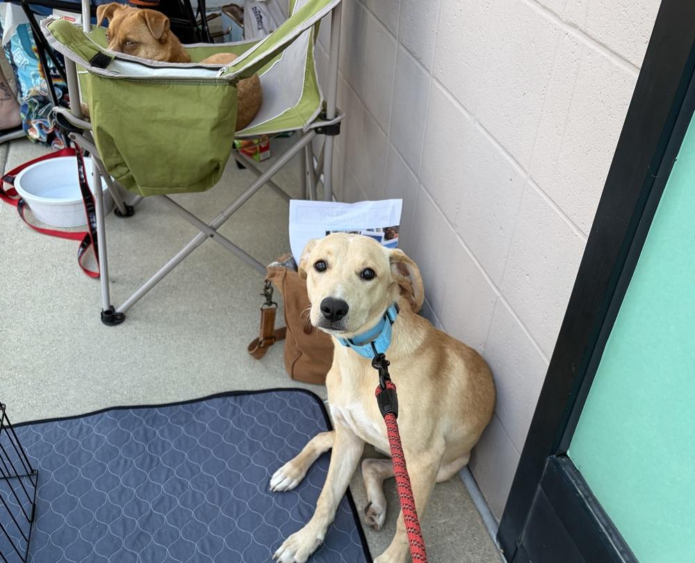 Bella, Adoptable, Puppy Female Labrador Retriever & Black Mouth Cur.