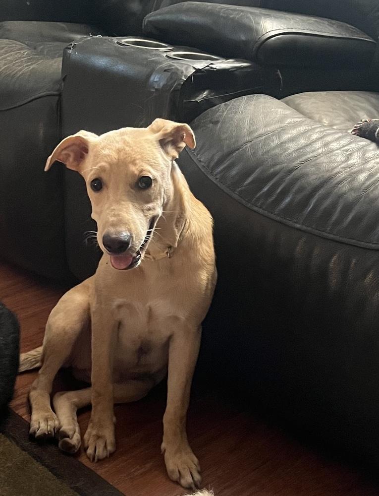 Enlarge Bella, a Adoptable mixed breed in Peoria, IL image 2/5
