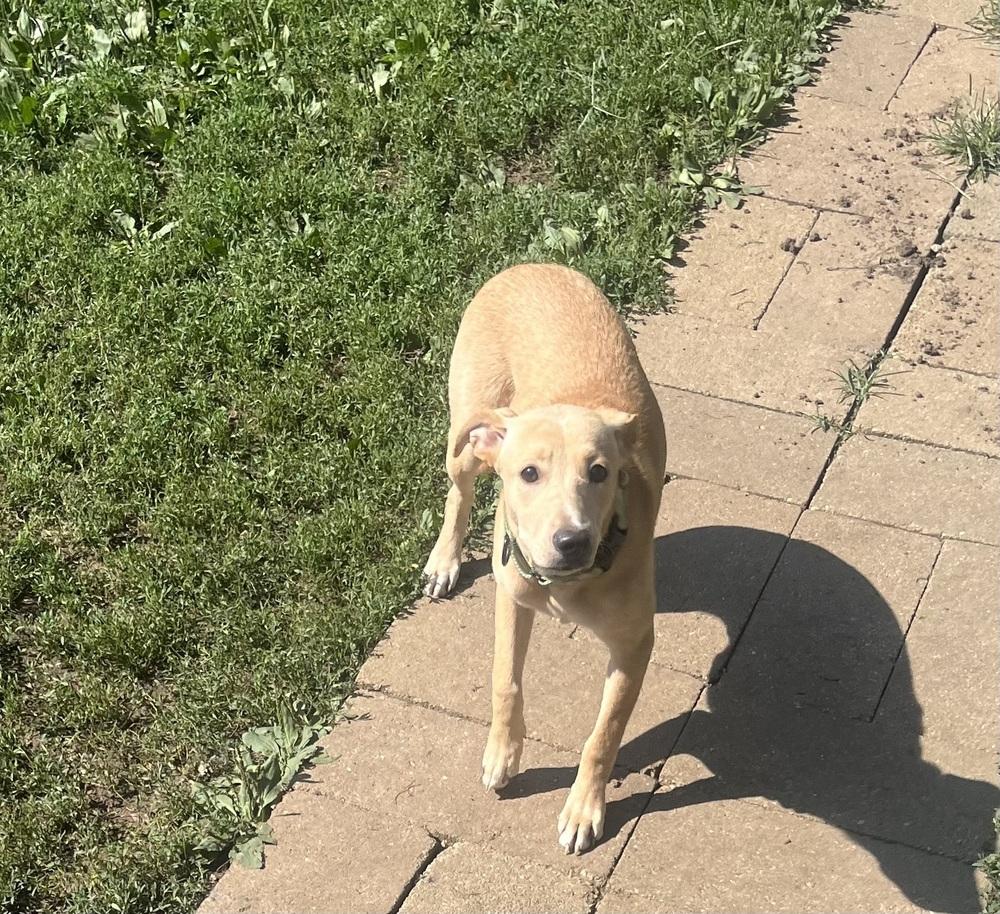 Enlarge Bella, a Adoptable mixed breed in Peoria, IL image 3/5