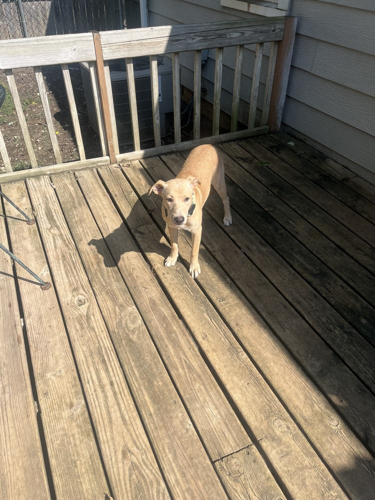 Enlarge Bella, a Adoptable mixed breed in Peoria, IL image 4/5