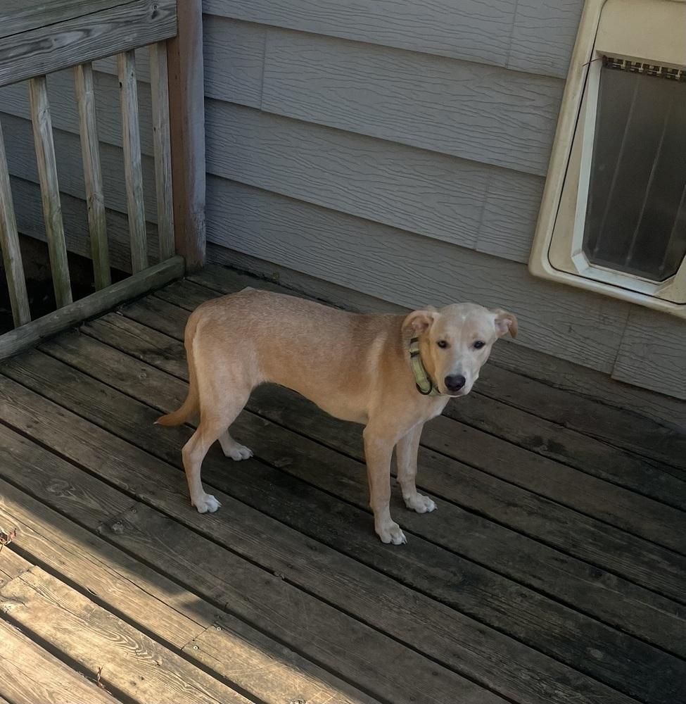 Enlarge Bella, a Adoptable mixed breed in Peoria, IL image 5/5