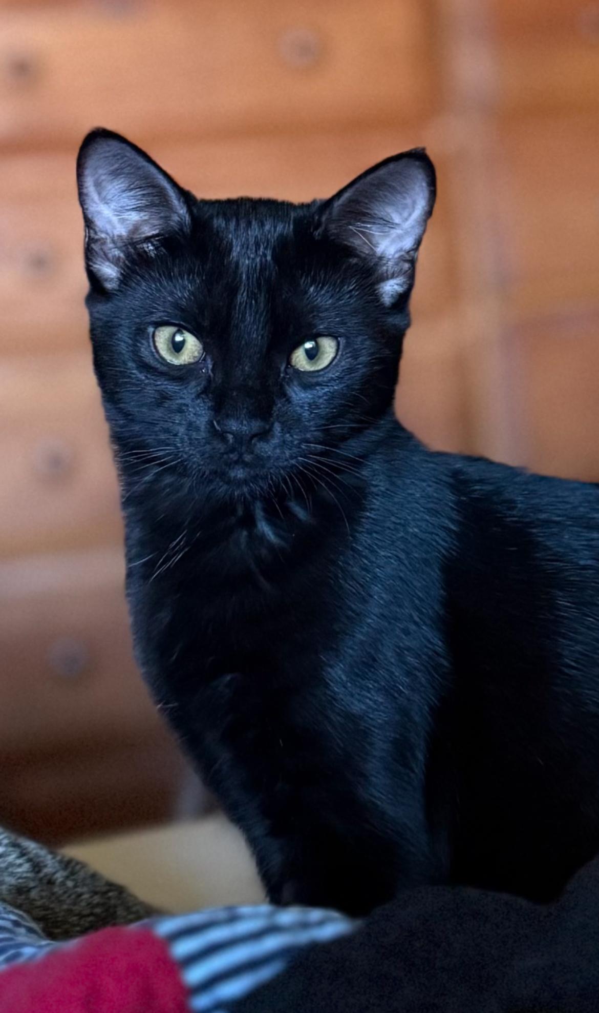 Enlarge Pansie, a Adopted Domestic Short Hair in Gilbert, AZ image 2/3