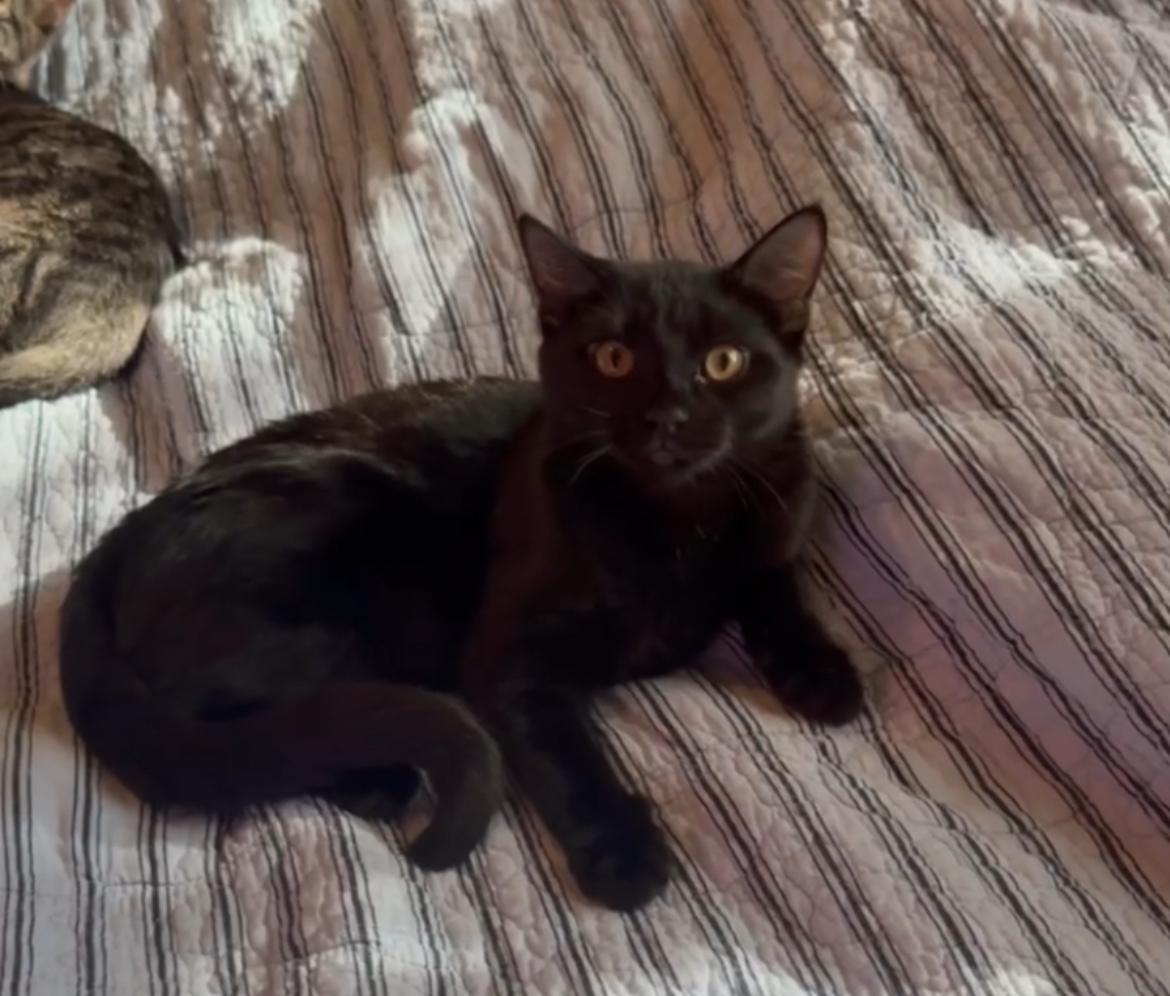 Enlarge Pansie, a Adopted Domestic Short Hair in Gilbert, AZ image 3/3