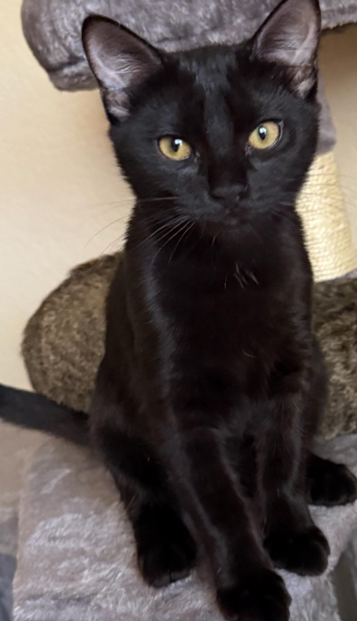 Pansie, Adopted, Young Female Domestic Short Hair.