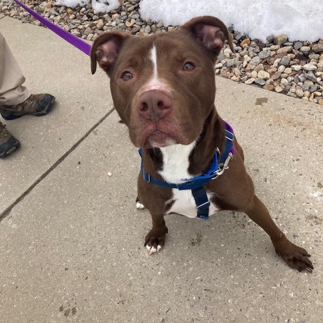CASH, Adoptable, Adult Male Pit Bull Terrier & Mixed Breed.