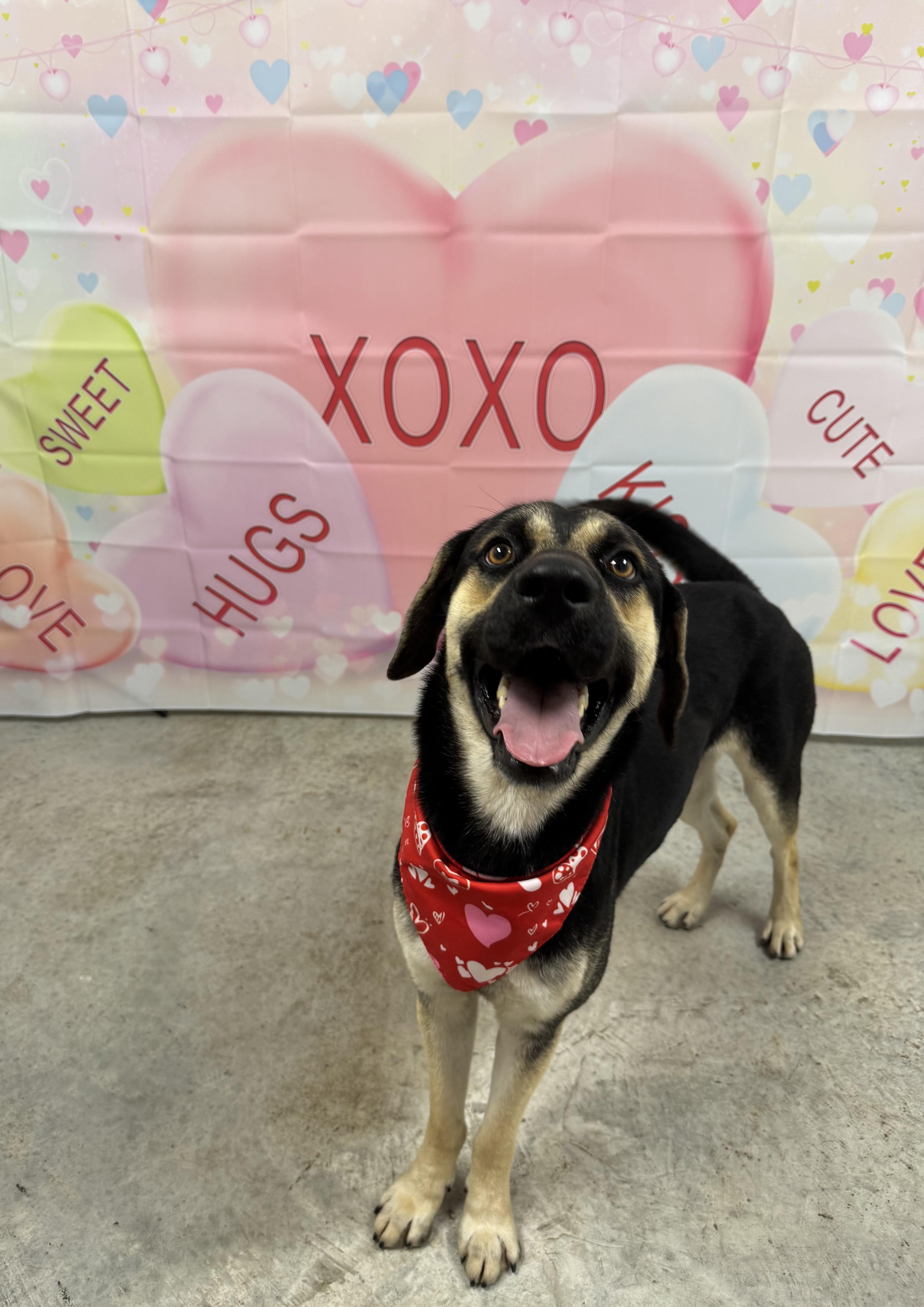 Enlarge Max, a Adoptable mixed breed in Kenedy, TX image 1/6