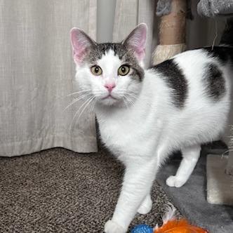Kenny, a Adoptable Domestic Short Hair in Green Bay, WI image 1/6