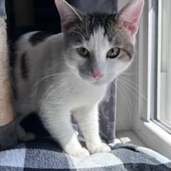 Kenny, a Adoptable Domestic Short Hair in Green Bay, WI image 2/6