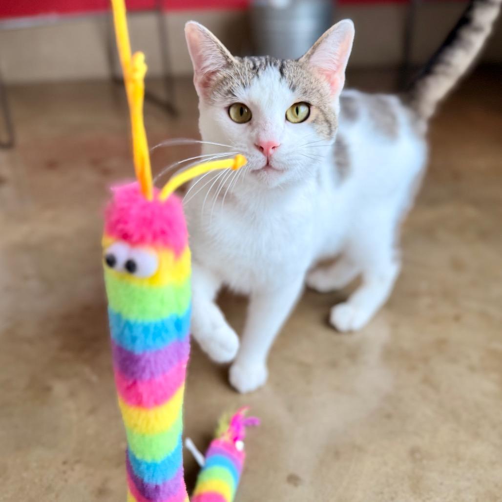 Kenny, a Adoptable Domestic Short Hair in Green Bay, WI image 3/6