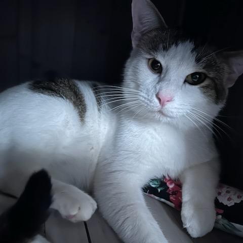 Kenny, a Adoptable Domestic Short Hair in Green Bay, WI image 4/6