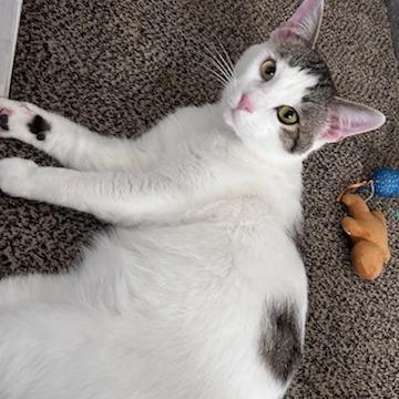 Kenny, a Adoptable Domestic Short Hair in Green Bay, WI image 5/6