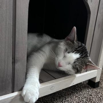 Kenny, a Adoptable Domestic Short Hair in Green Bay, WI image 6/6
