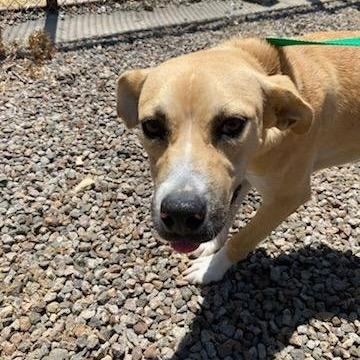 Enlarge Colby, a Adoptable Labrador Retriever in Stilwell, OK image 1/1