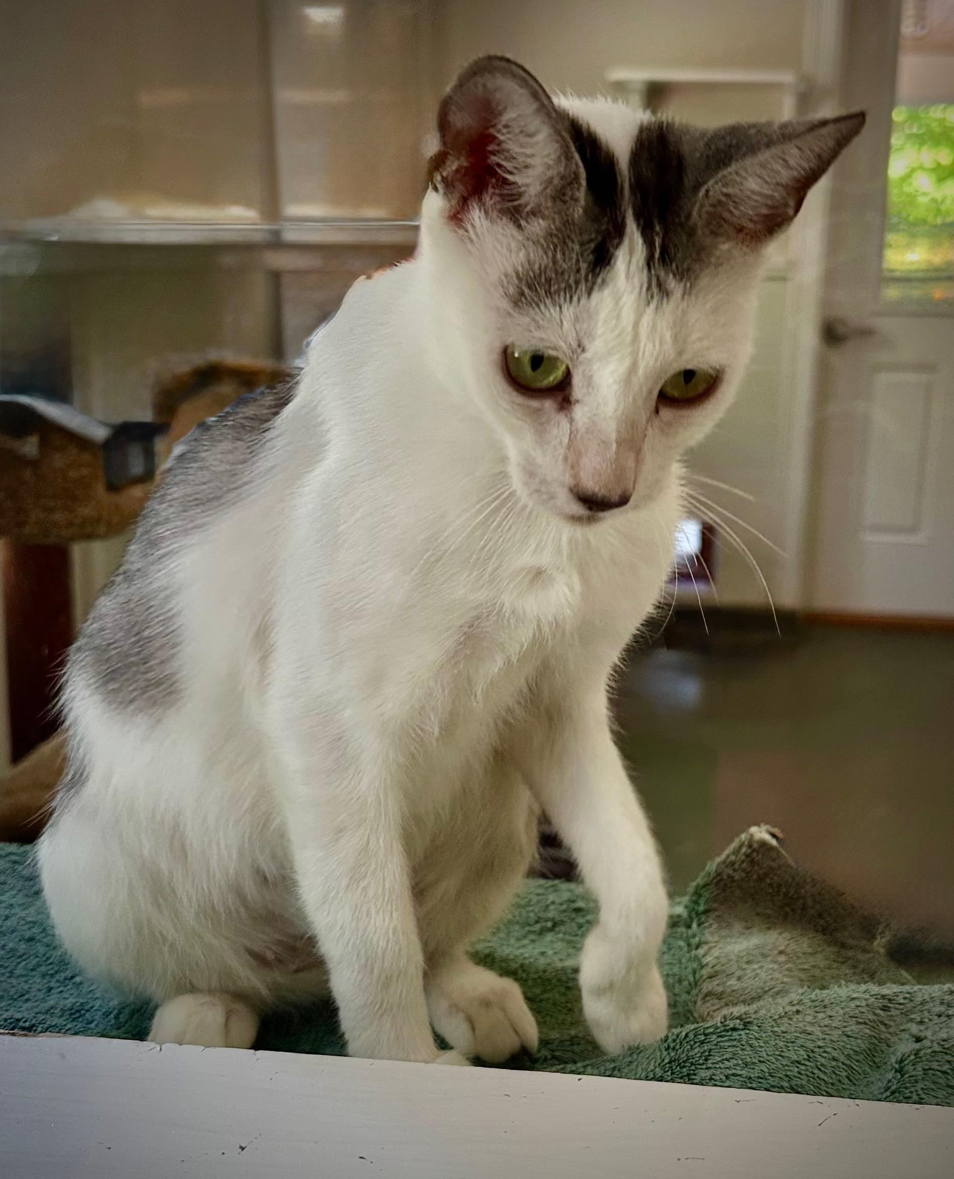 Enlarge Pixie, an adoptable Domestic Short Hair in E Falmouth, MA image 4/5