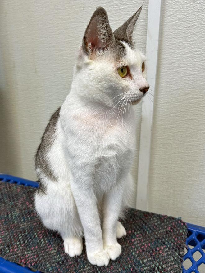 Enlarge Pixie, an adoptable Domestic Short Hair in E Falmouth, MA image 3/5