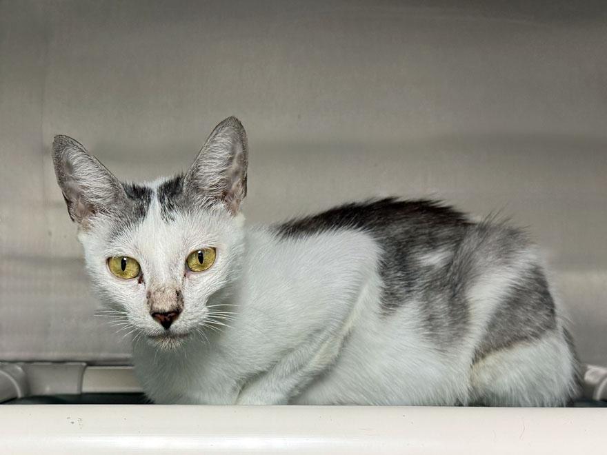 Enlarge Pixie, an adoptable Domestic Short Hair in E Falmouth, MA image 2/5