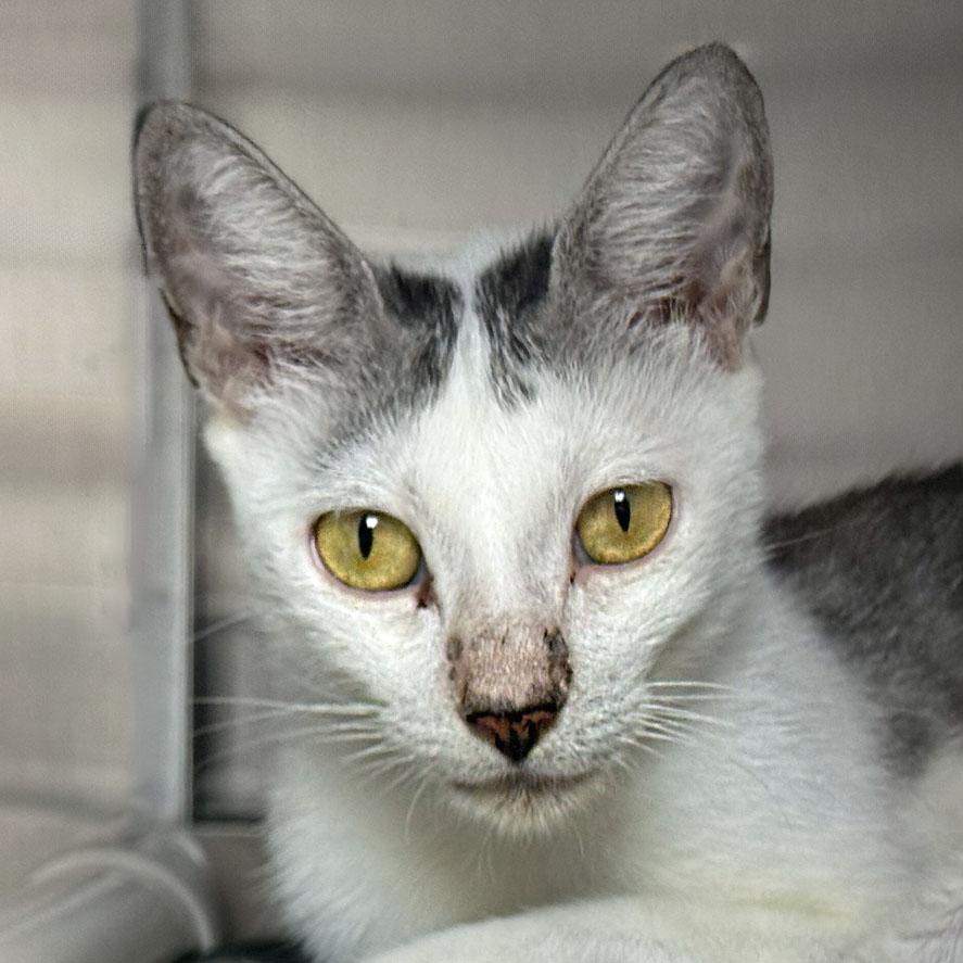 Pixie, adoptable, Adult Female Domestic Short Hair.