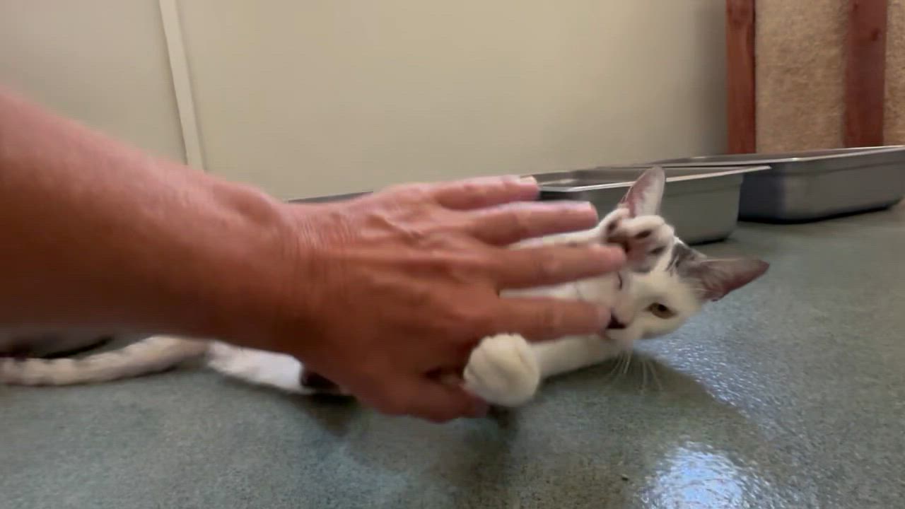 Enlarge Pixie, an adoptable Domestic Short Hair in E Falmouth, MA video 5/5