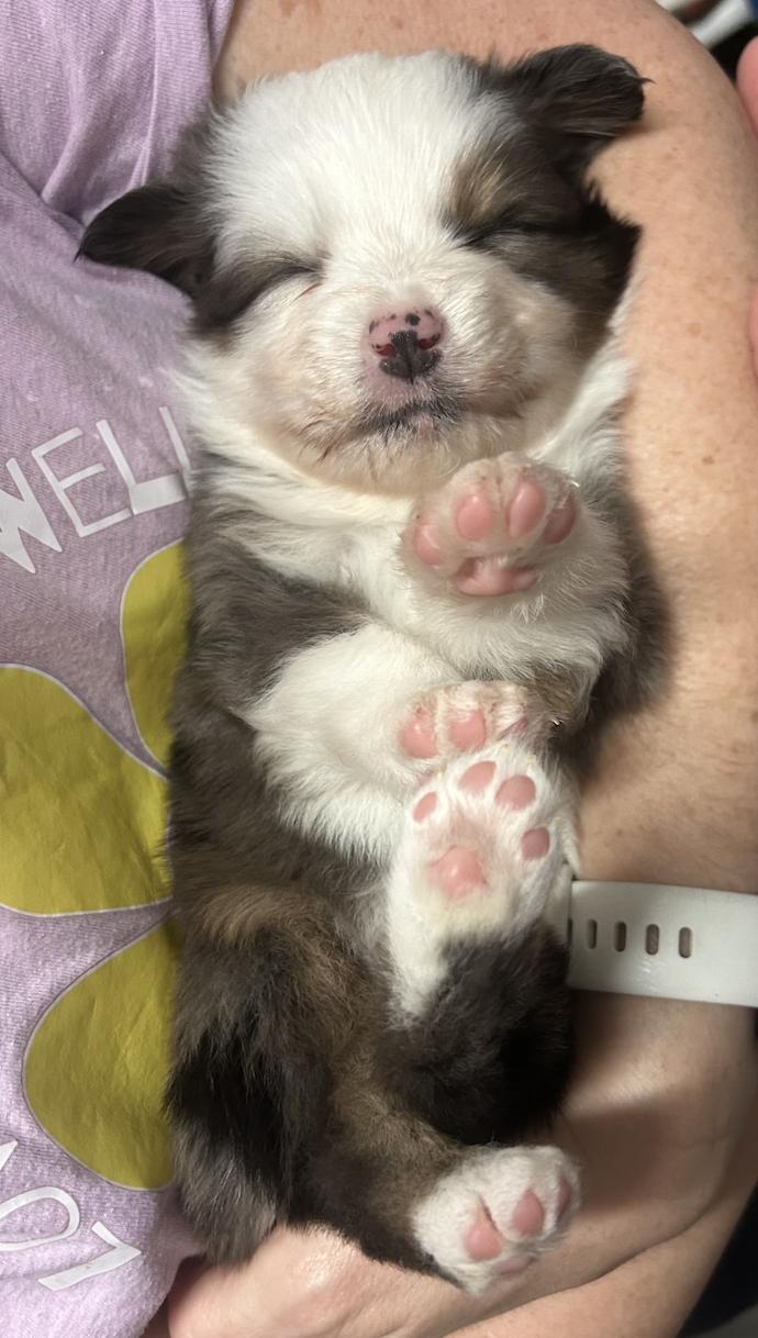 Franklin (Peanuts), Adopted, Young Male Australian Shepherd.