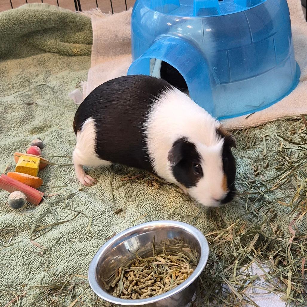 Luna, Adoptable, Adult Female Guinea Pig.