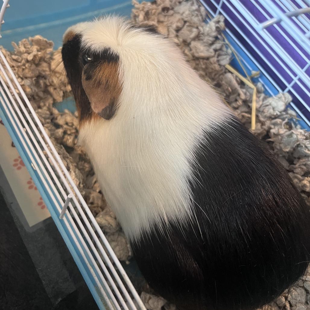 Luna, Adoptable, Adult Female Guinea Pig.