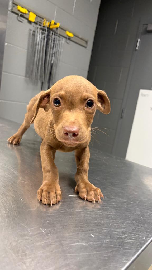 Enlarge D.J., a Adoptable Terrier in Missouri City, TX image 1/1