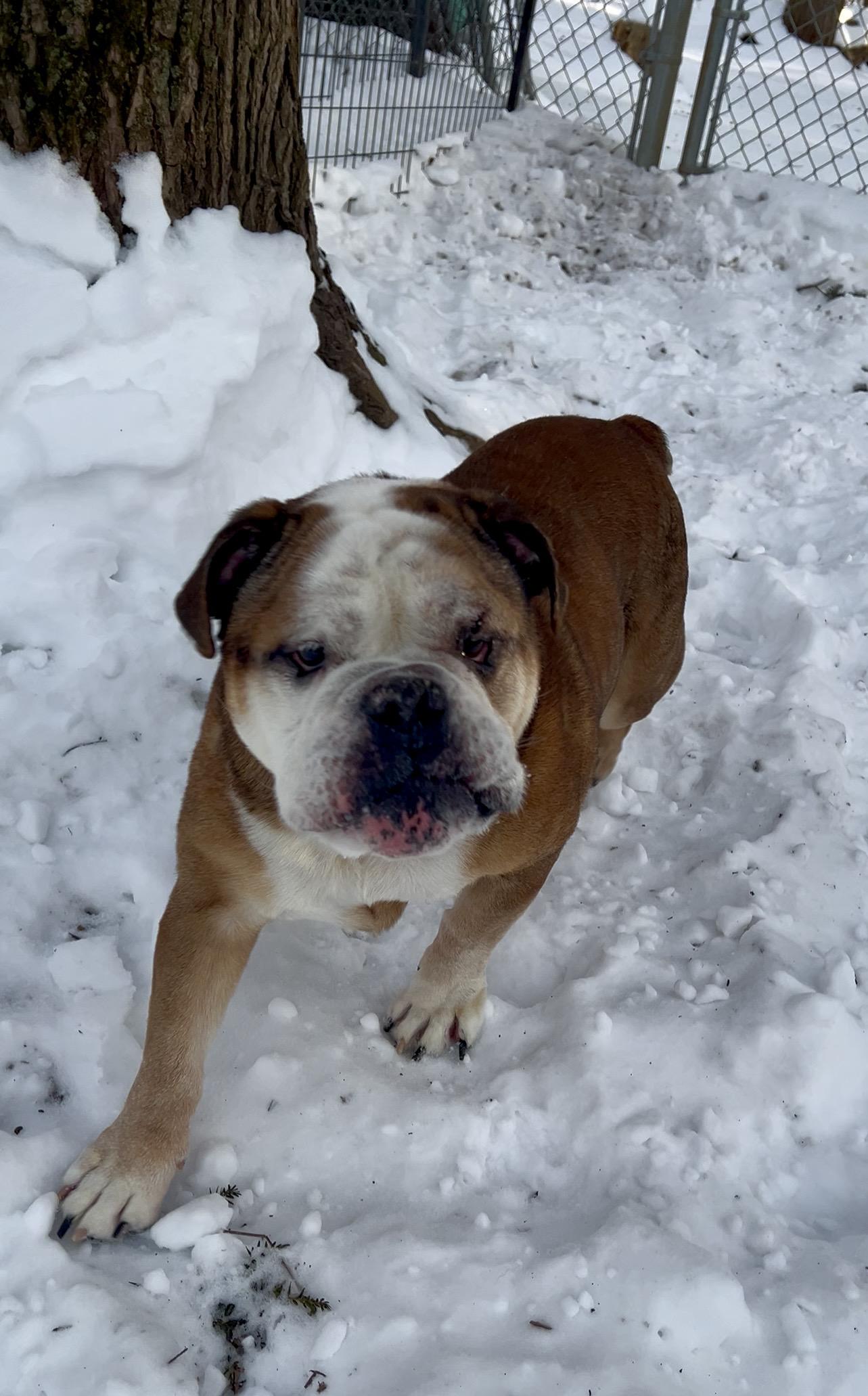 Enlarge KNUCKLE sandwich, an adopted English Bulldog in Millerstown, PA image 4/6