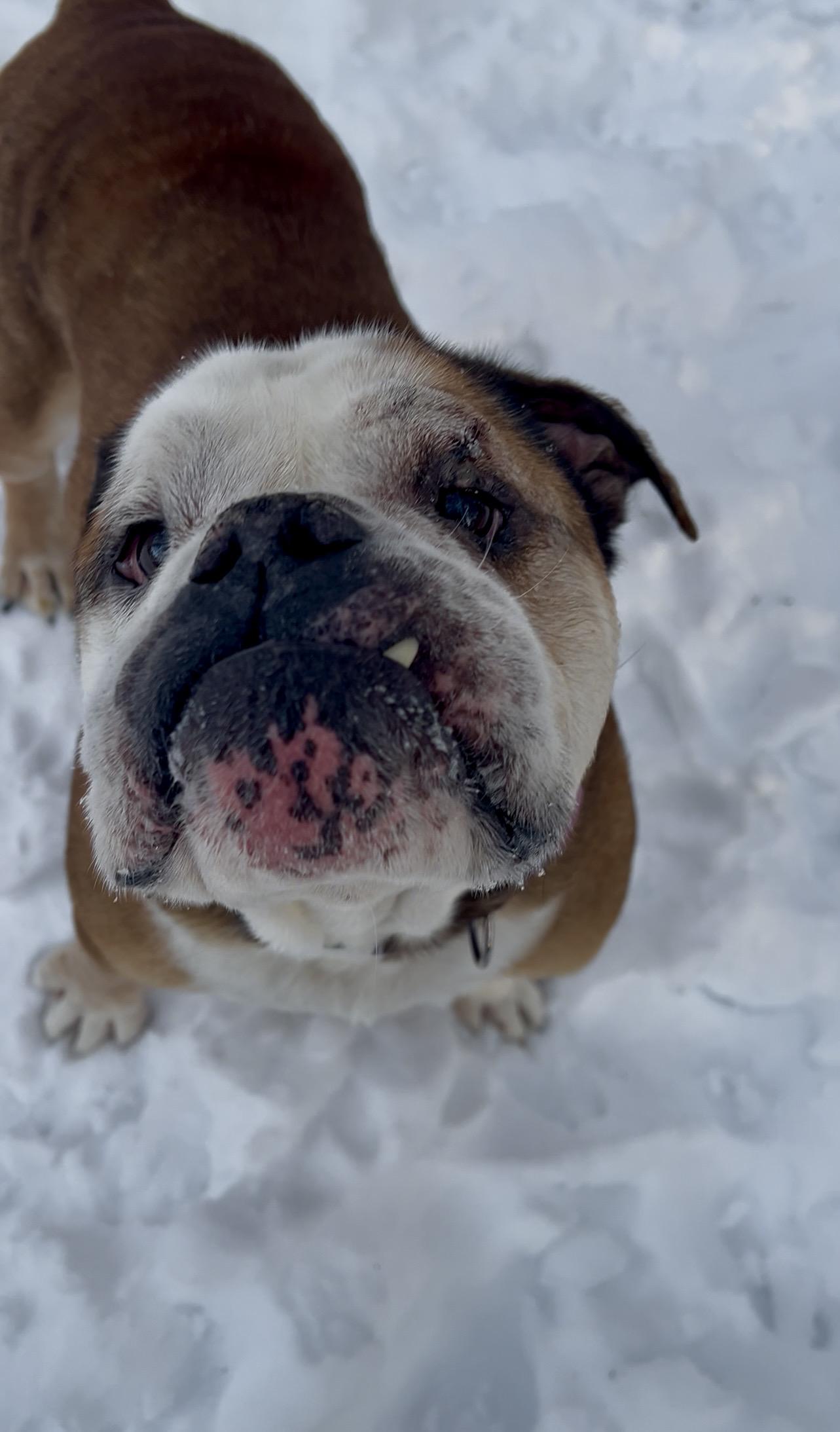 KNUCKLE sandwich, adopted, Adult Male English Bulldog.