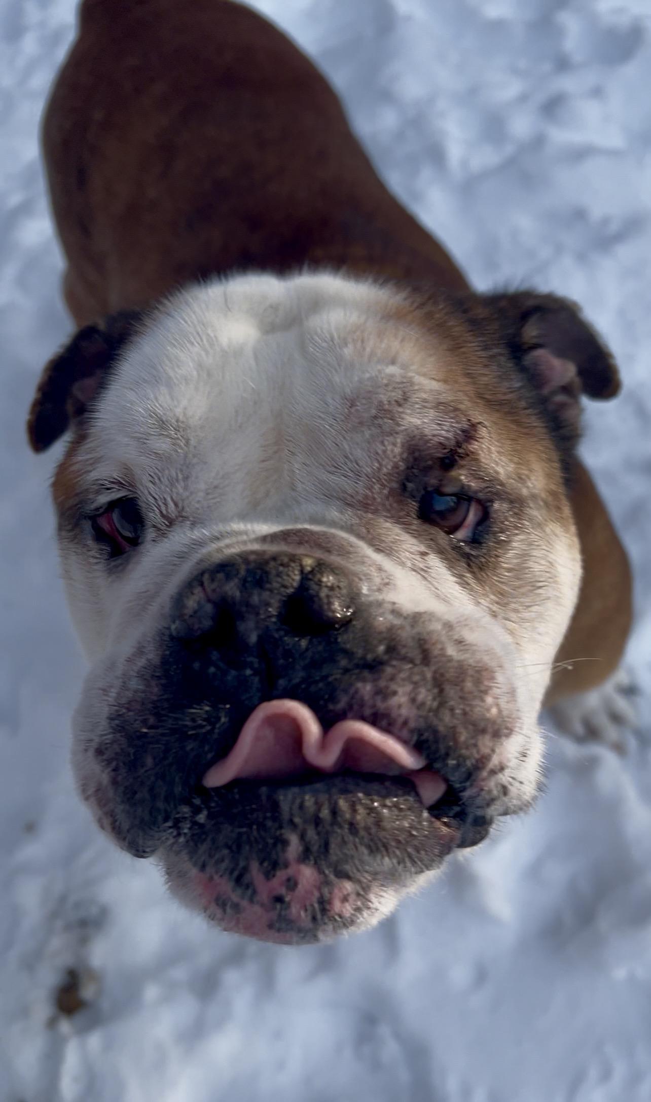 Enlarge KNUCKLE sandwich, an adopted English Bulldog in Millerstown, PA image 2/6