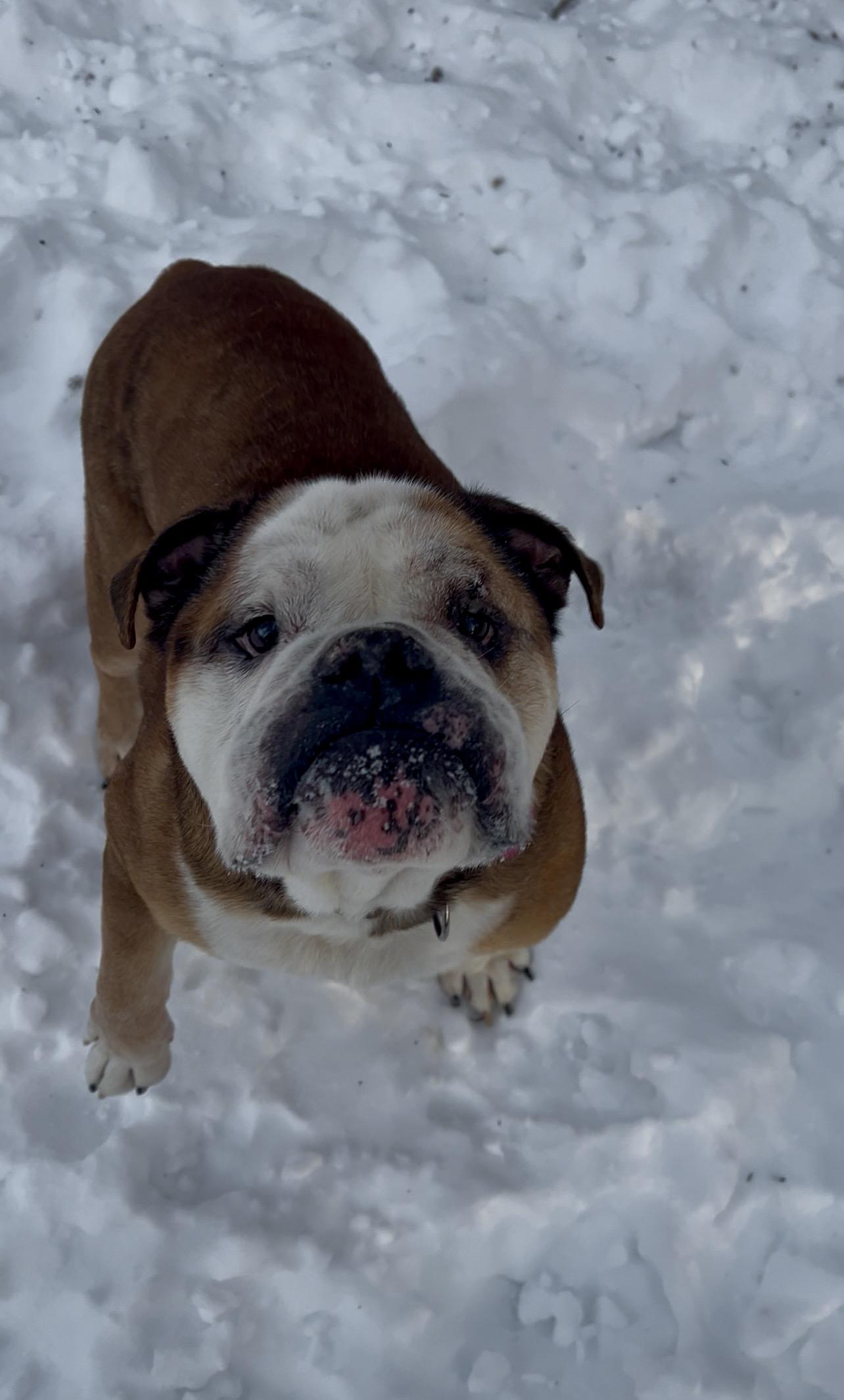 Enlarge KNUCKLE sandwich, an adopted English Bulldog in Millerstown, PA image 5/6