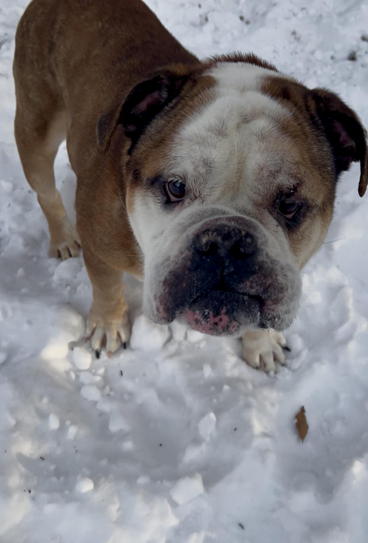 Enlarge KNUCKLE sandwich, an adopted English Bulldog in Millerstown, PA image 3/6