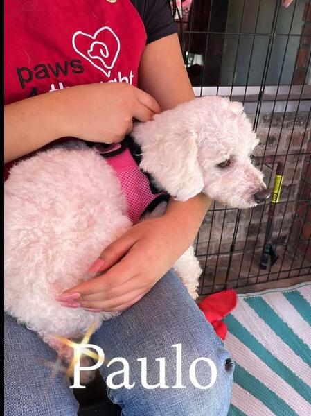 Paulo — thumbnail 6