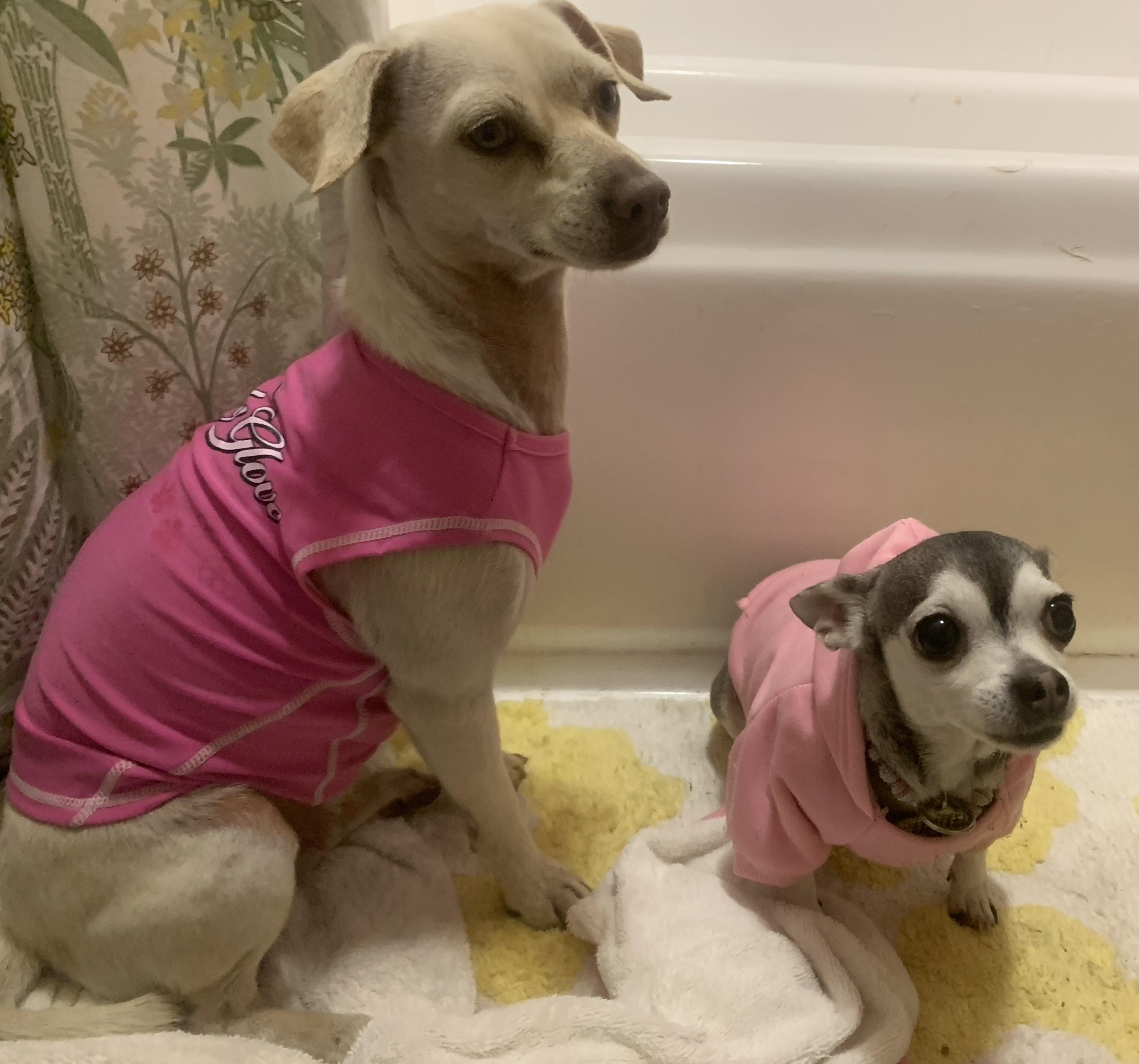Liberty, an adoptable Chiweenie in Claremont, CA, 91711 | Photo Image 1